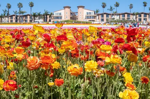 Carlsbad Flower Fields with homes and palm trees